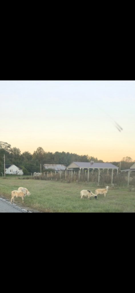 Bethel Campus Fellowship Sheep are on the Lam 2 Screenshot 20261021 092659 Gallery