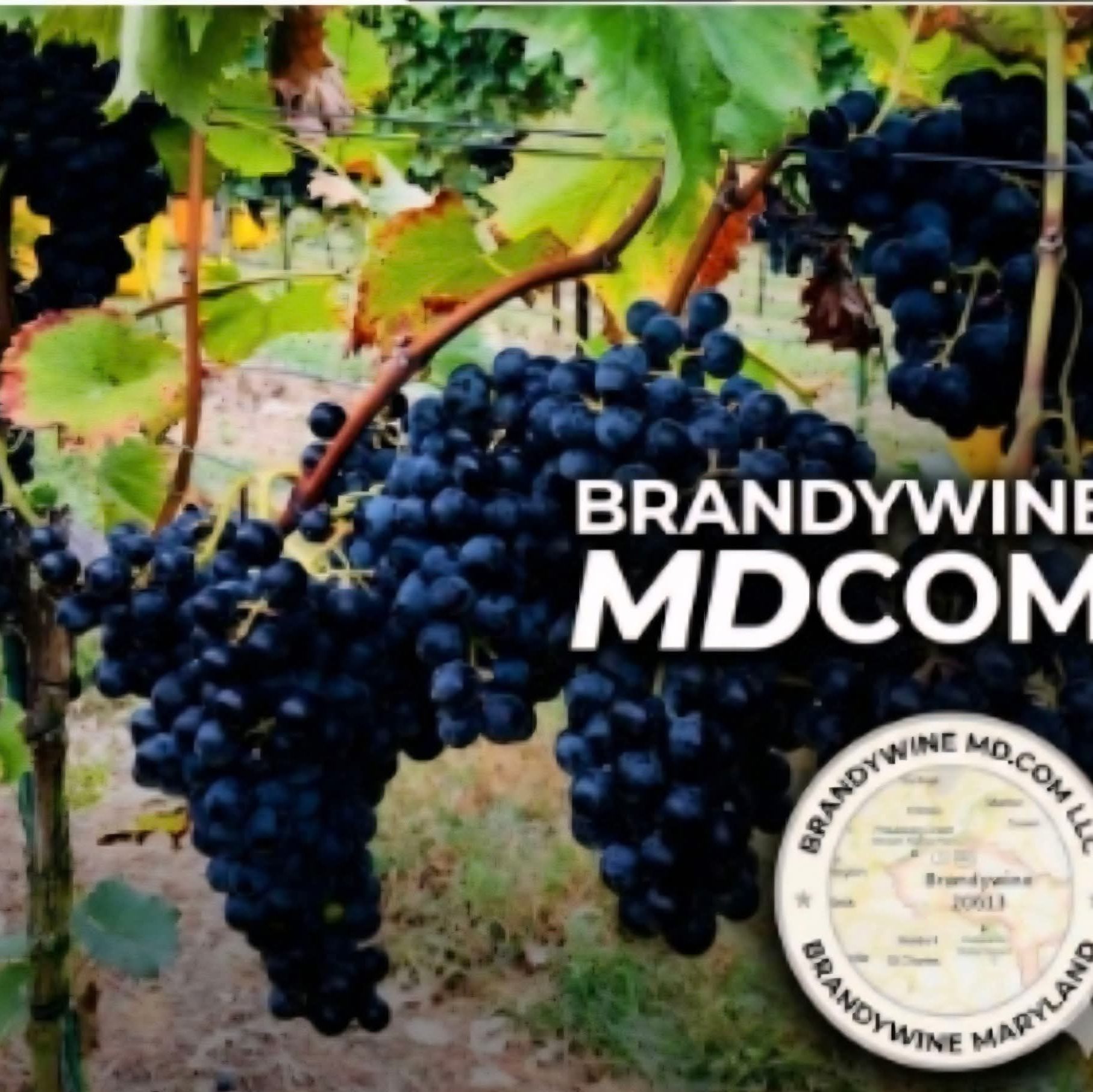 BRANDYWINE MDcom  LLC 